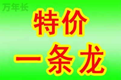 重庆市奉节县墓地怎样买？